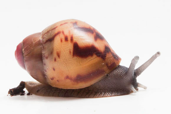 Archachatina adelinae Cameroon juvenil